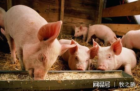 豬場保健養大于防、防大于治的科學理念解析
